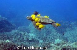 Honu with a living lei! A green seaturtle being grazed by... by Lee Newman 